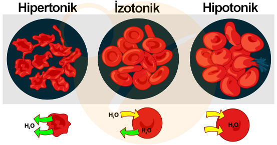 Osmotic pressure on blood cells tr Hipertonik Ortam Nedir?