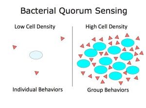 Figür 2: Quorum Sensing
