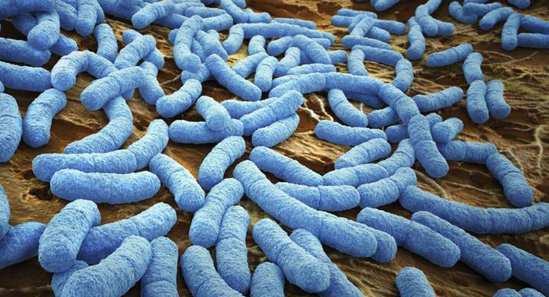 Bacteria 2 Tıbbi Mikrobiyoloji: Bakterilerin Sınıflandırılması
