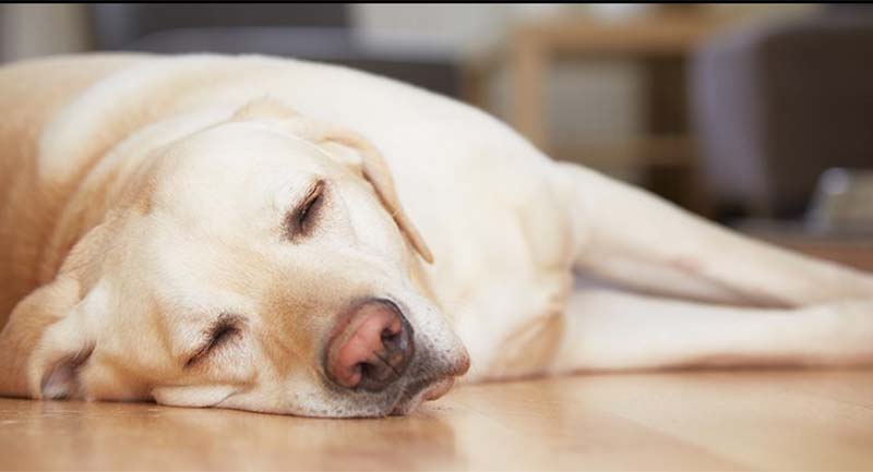 sleeping dog Uykunuzu Yeterince Alsanız Bile Sürekli Yorgun Mu Hissediyorsunuz?
