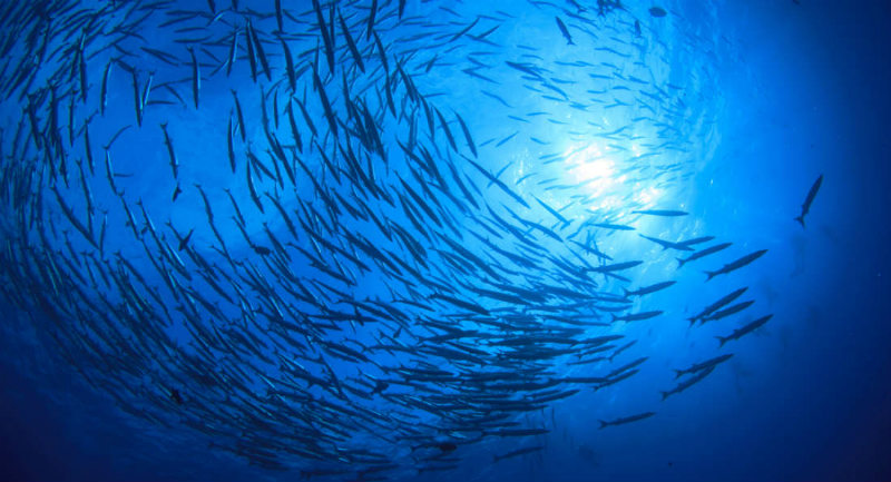 coverimage Okyanuslar Düşünülenden %13 Daha Hızlı Isınıyor!