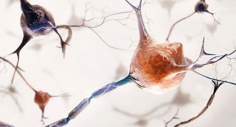 new brain cell growth Beynin Büyümesi Yetişkinlikte Sonlanmıyor!