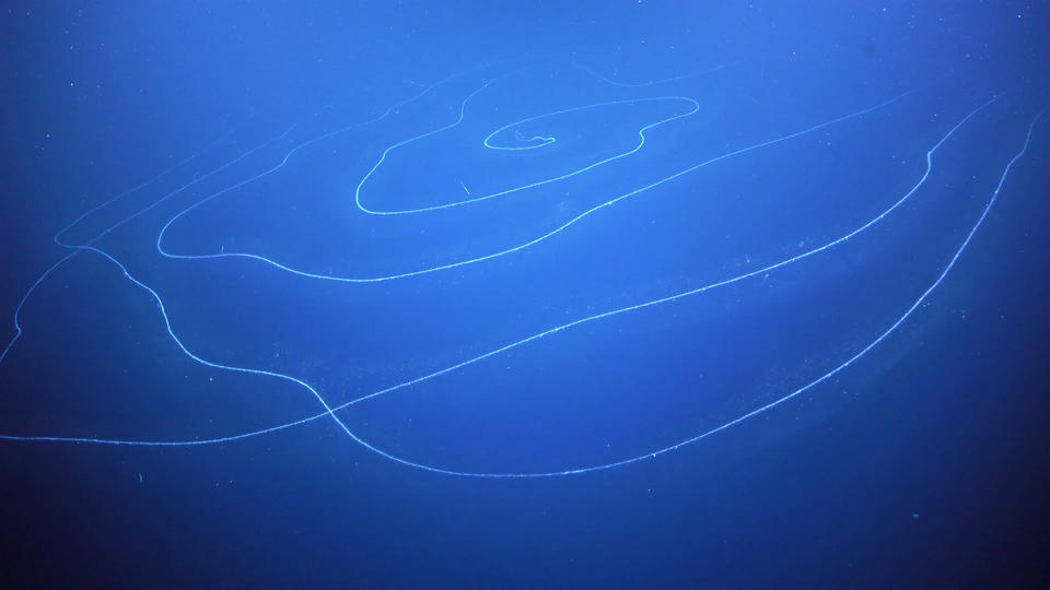 image Dünyanın En Büyük Canlısı: Milyonlarca Koloniden Oluşan Gizemli Deniz Canlısı