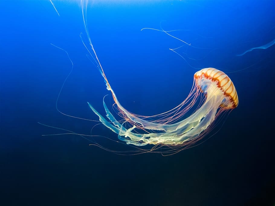 jelly fish Denizanaları Hakkında Bilinmeyenleri Öğrenince Çok Şaşıracaksınız!