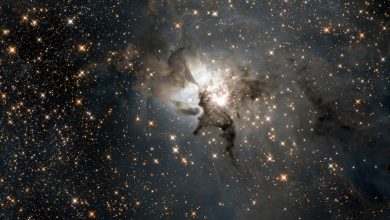 deniz kulağı nebulası