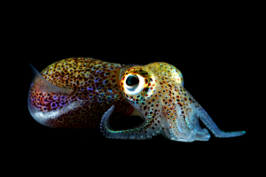 squid2