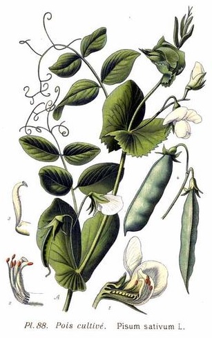 Mendel'in bitki melezleme deneylerini başlattığı bahçe bezelyesi, Pisum Sativum.