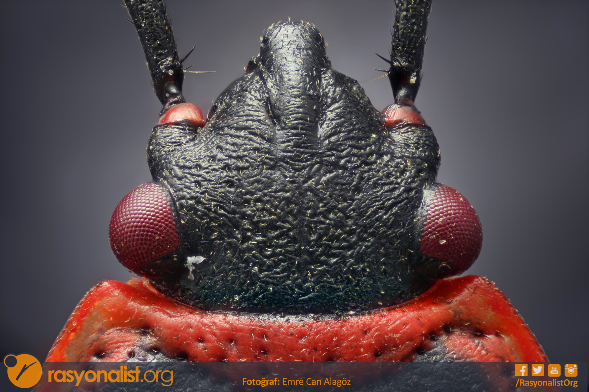 Firebug emrecanalagoz Pyrrhocoris Apterus - Baş ve Sırt Bölgesi