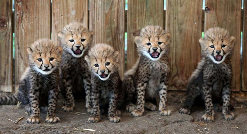 baby cheetah Dünya'nın En Hızlı Canlıları
