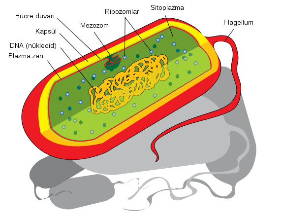 Figür 1: Bir bakteri ve organelleri