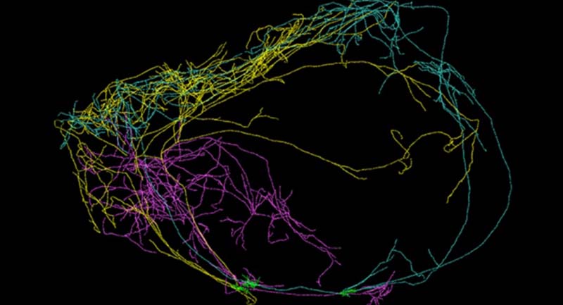 claustrum neural network Beynin Çevresini Saran Dev Bir Nöron Bulundu