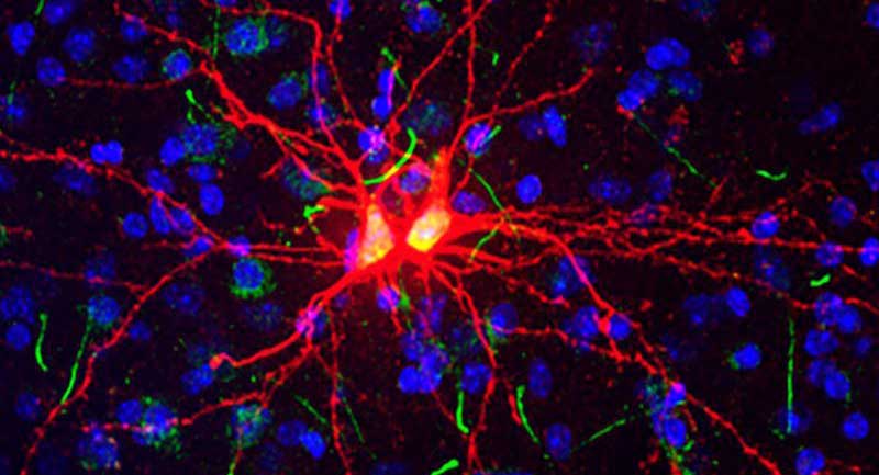 amigdala yeni hücre Erişkin Beyinlerin Amigdalasının Yeni Hücreler Ürettiği Keşfedildi!