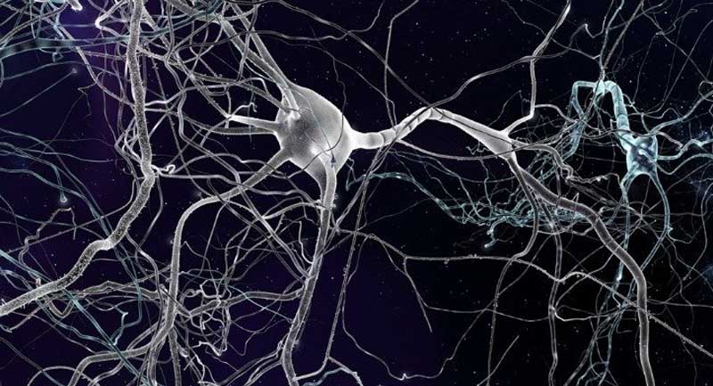 beyin hücreleri İnsan Beyninde Yeni Hücre Türleri Keşfedildi!