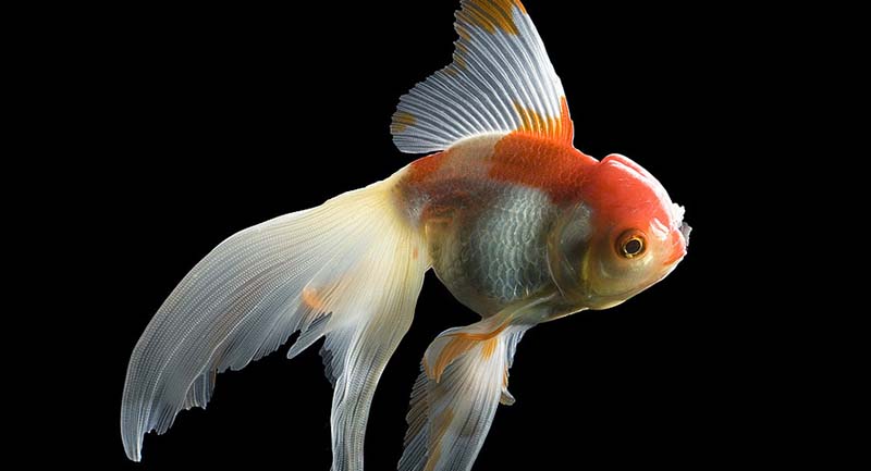 goldfish japon balığı cover Japon Balıkları Akvaryumda Yaşayabilmek İçin Alkol Üretiyor
