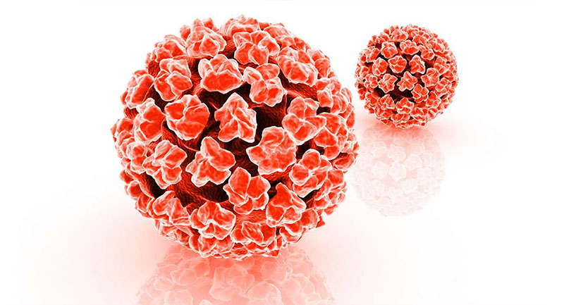 hpv human papilloma Sağlığımız İçin Önemli Duyuru: HPV ve Rahim Ağzı Kanseri