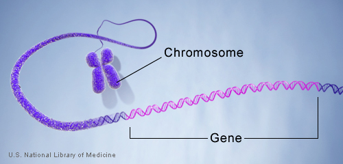gene in chromosome Gen Nedir?