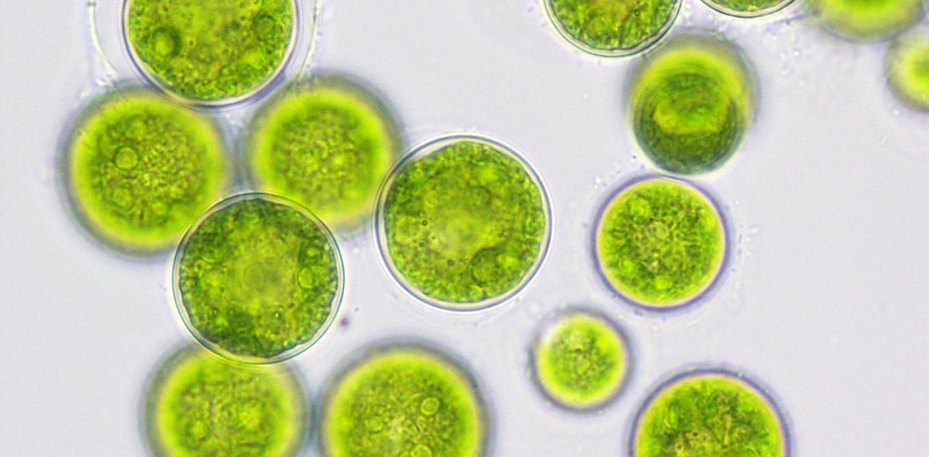 algae Sıcaklık ve Işığın Alglerin Çoğalması Üzerine Etkisi