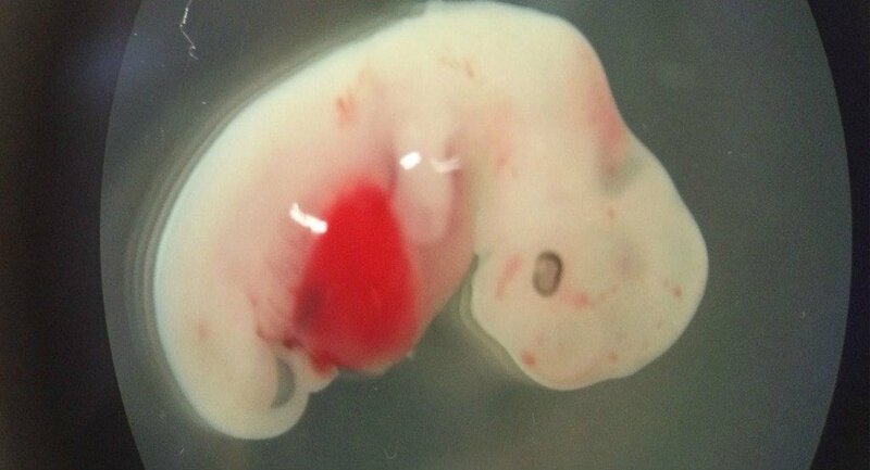 embriyo Japonya'dan Çığır Açacak İnsan-Hayvan Melezi Deneyine Onay