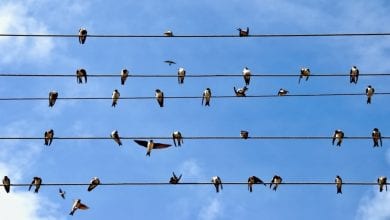 elektrik telindeki kus Elektrik Tellerindeki Kuşlar Neden Çarpılmaz?