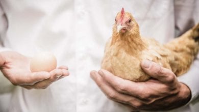 yumurta tavuk paradoks çelişki