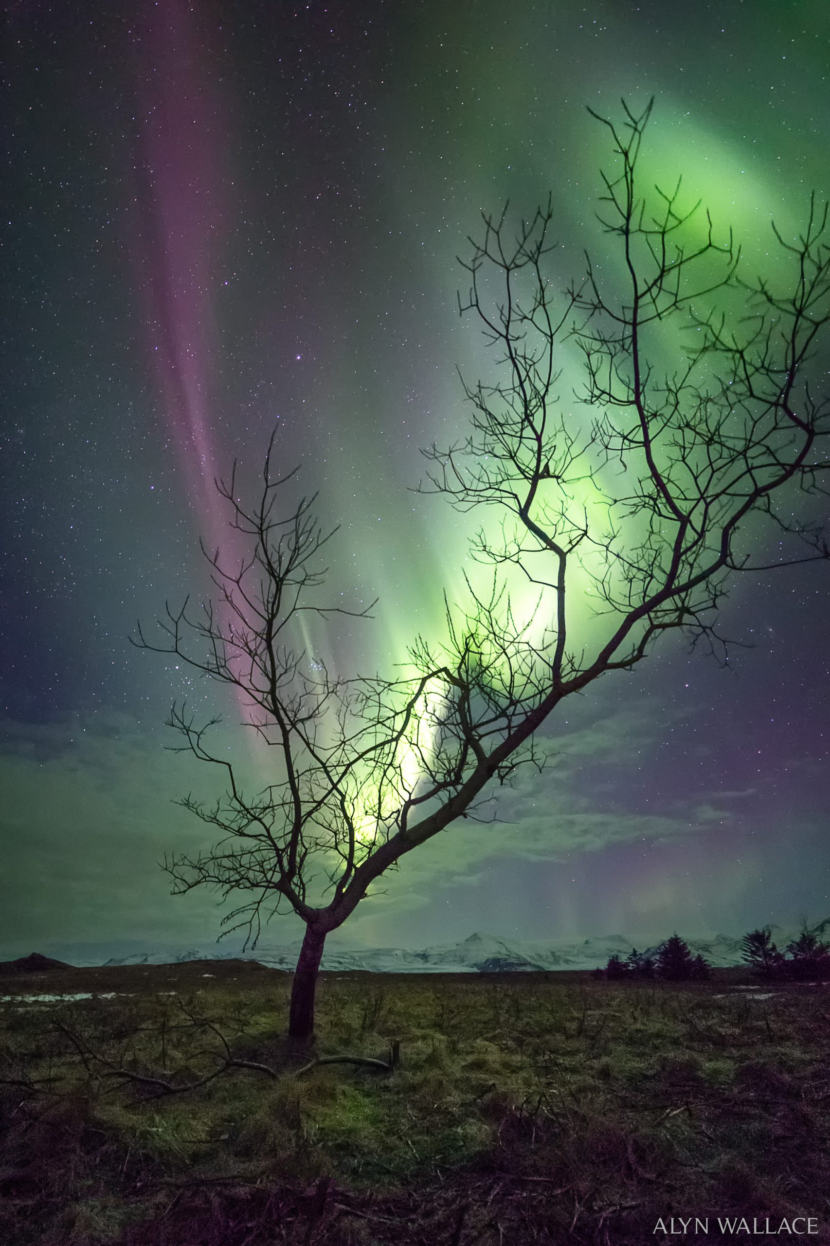 Aurora Ağacı